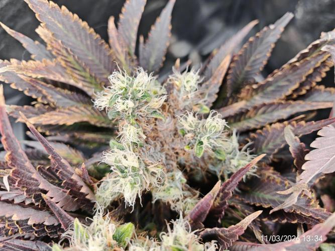 Imperium X. Week 16