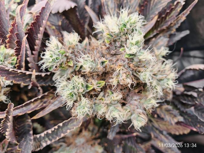Imperium X. Week 16