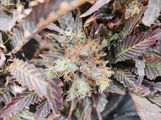 Imperium X. Week 16