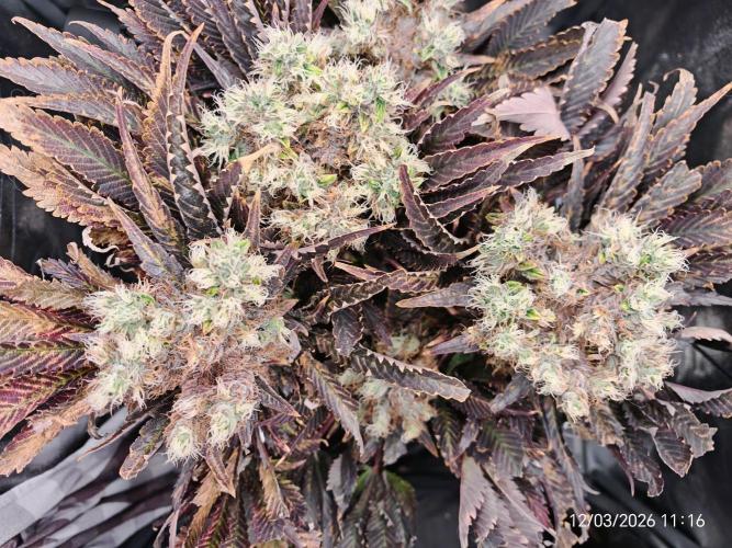 Imperium X. Week 17