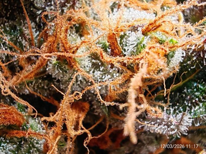 Imperium X. Week 17