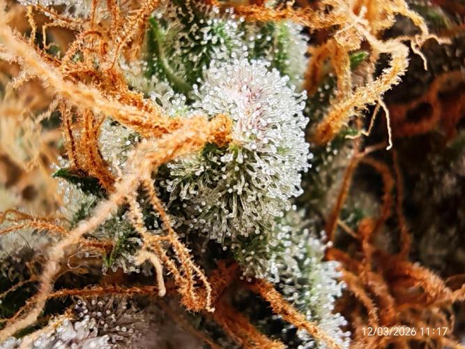 Imperium X. Week 17