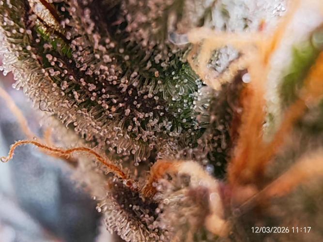 Imperium X. Week 17