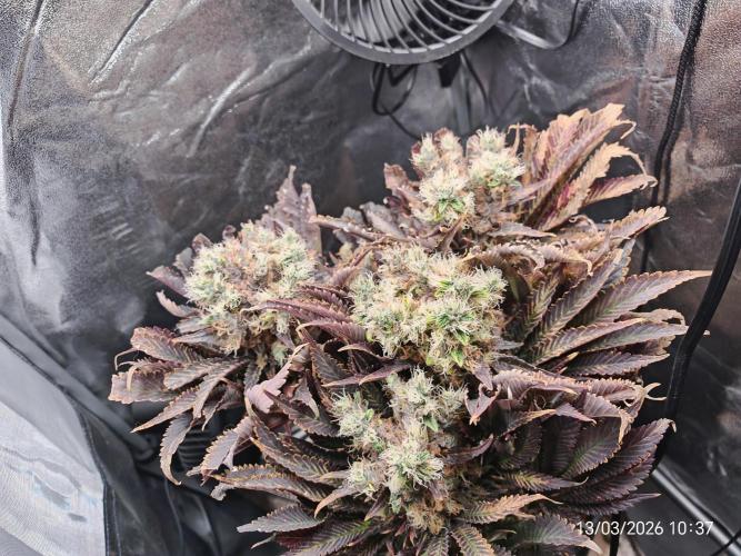 Imperium X. Week 17