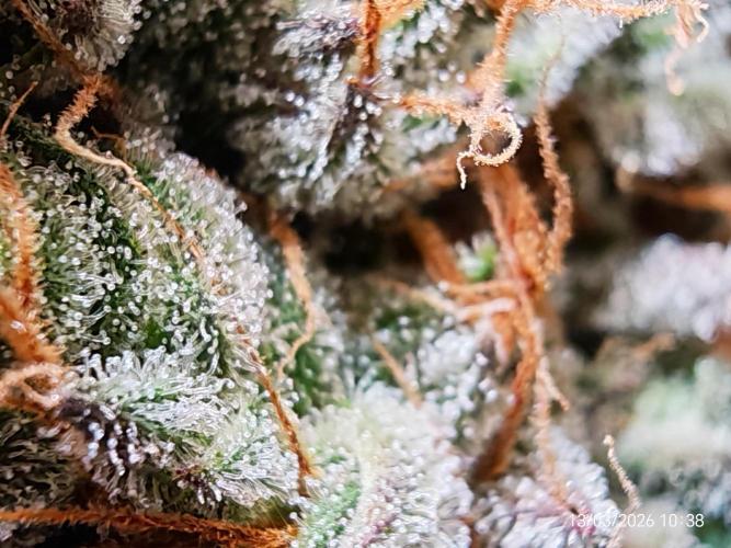 Imperium X. Week 17