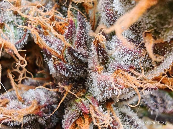 Imperium X. Week 17