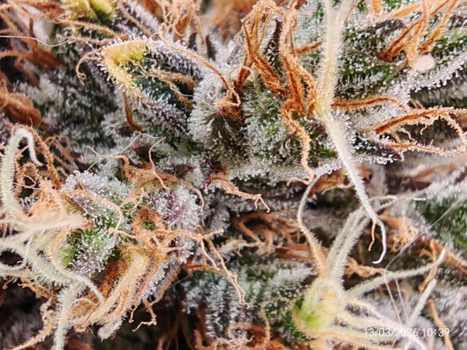 Imperium X. Week 17