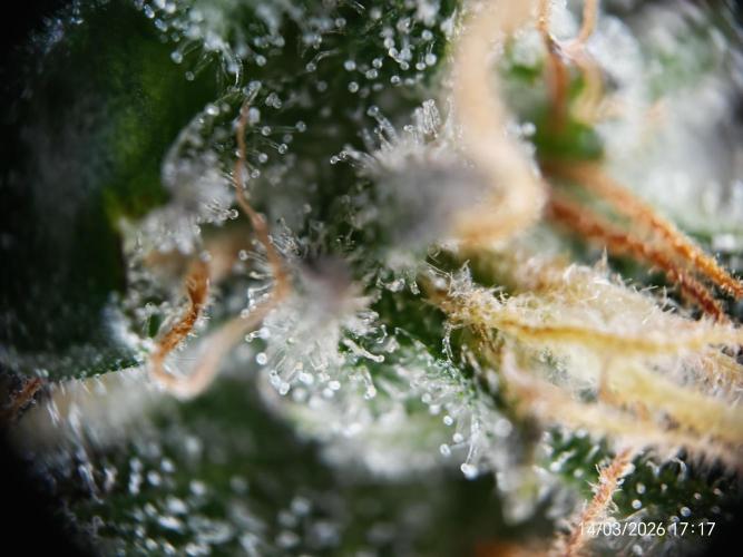 Imperium X. Week 17