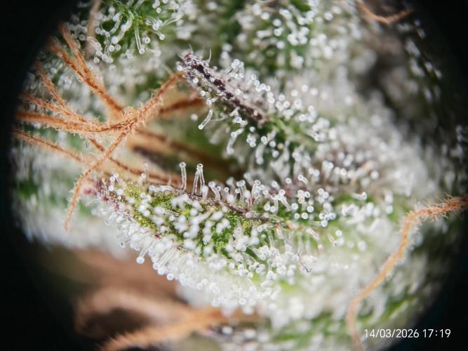 Imperium X. Week 17