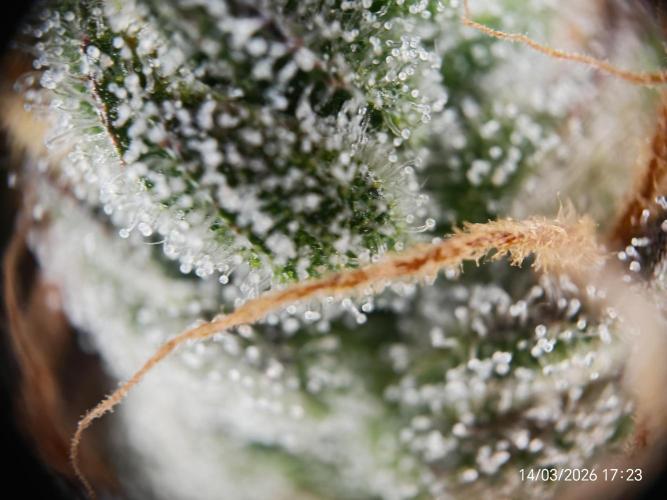 Imperium X. Week 17