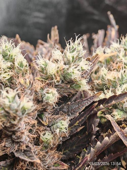 Imperium X. Week 17