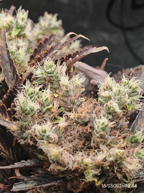Imperium X. Week 17