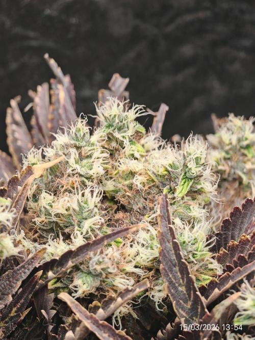 Imperium X. Week 17