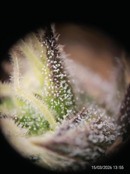 Imperium X. Week 17