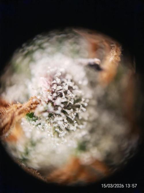 Imperium X. Week 17