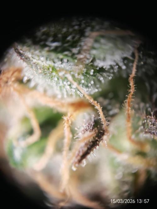 Imperium X. Week 17