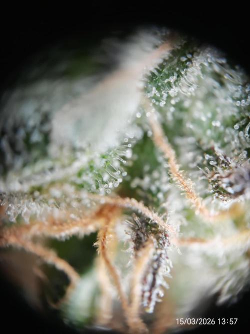 Imperium X. Week 17