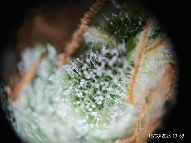 Imperium X. Week 17