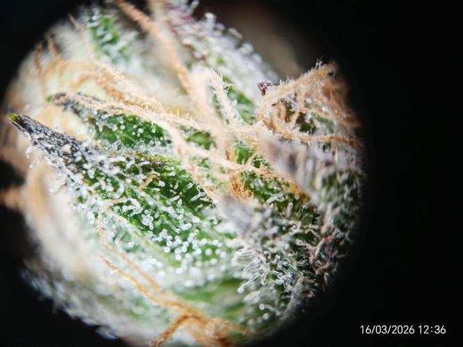 Imperium X. Week 17