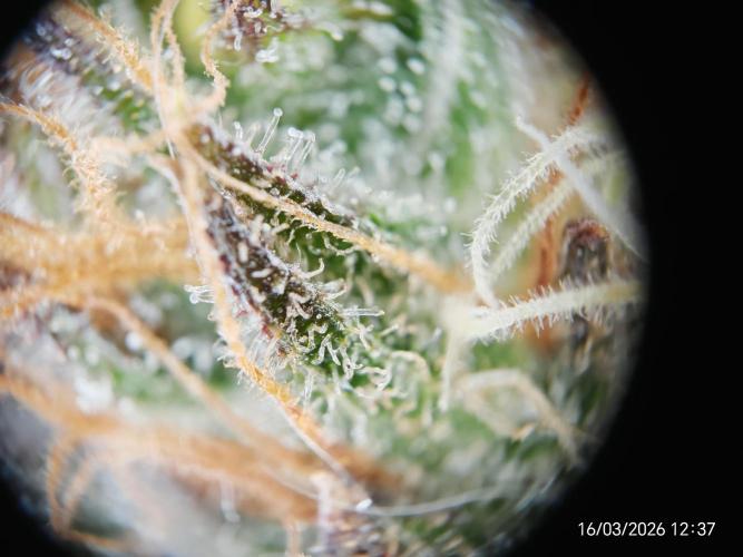 Imperium X. Week 17