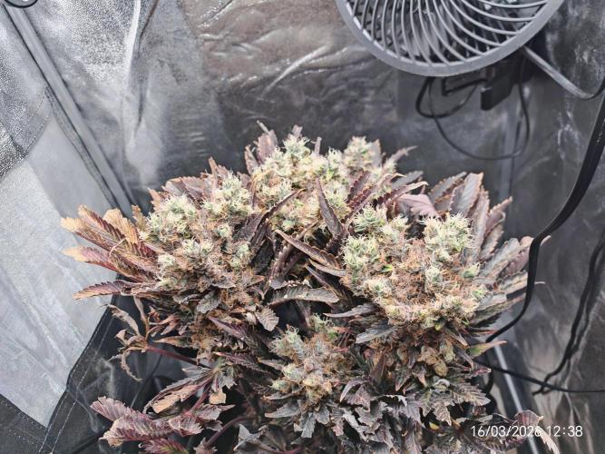 Imperium X. Week 17