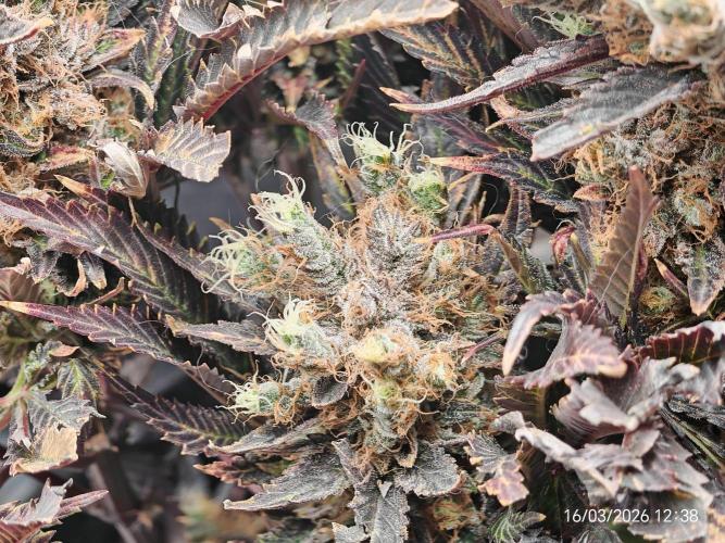 Imperium X. Week 17