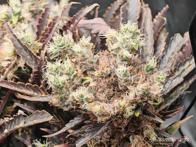 Imperium X. Week 17