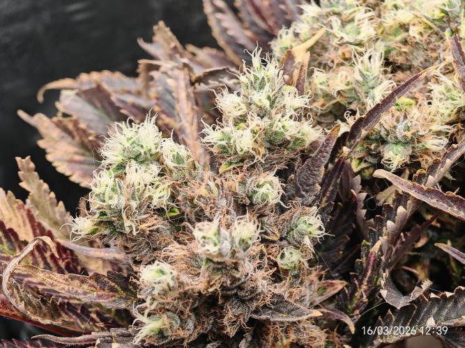Imperium X. Week 17