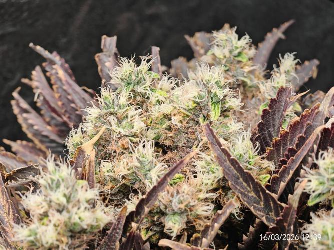 Imperium X. Week 17