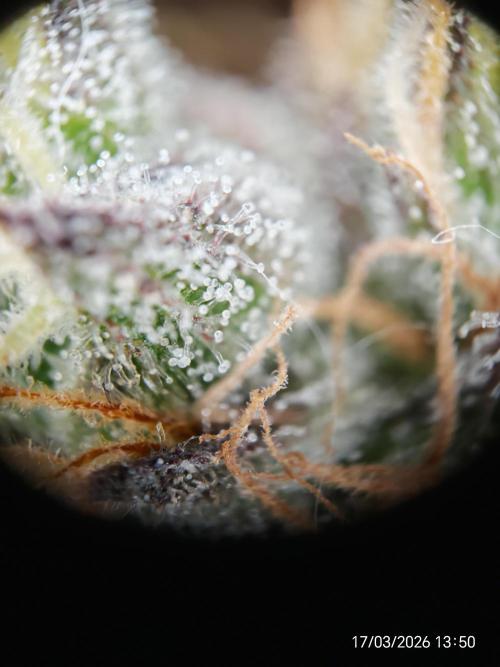 Imperium X. Week 17