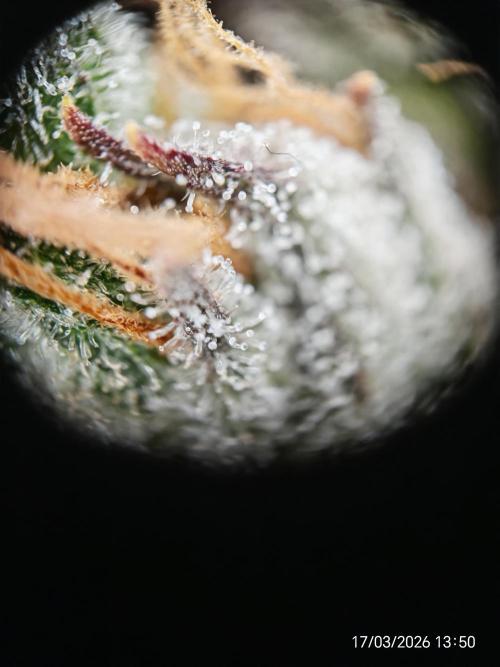 Imperium X. Week 17