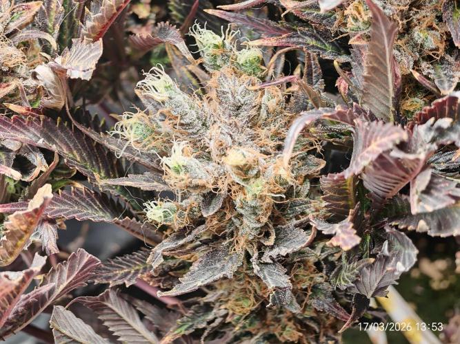 Imperium X. Week 17