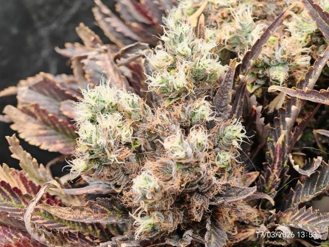 Imperium X. Week 17