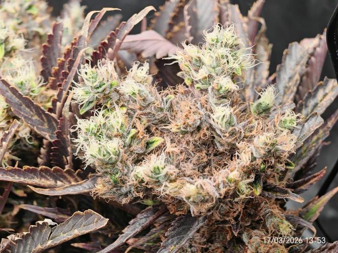 Imperium X. Week 17