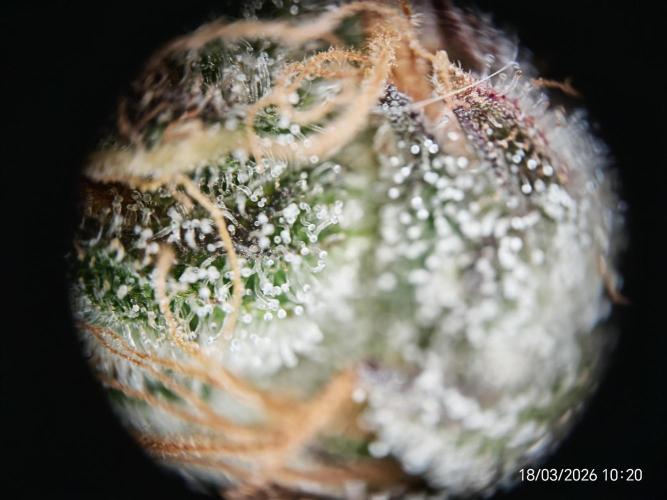 Imperium X. Week 17