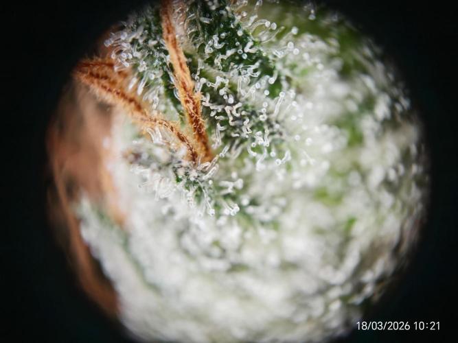 Imperium X. Week 17