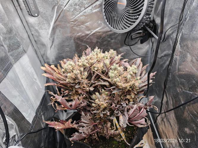 Imperium X. Week 17