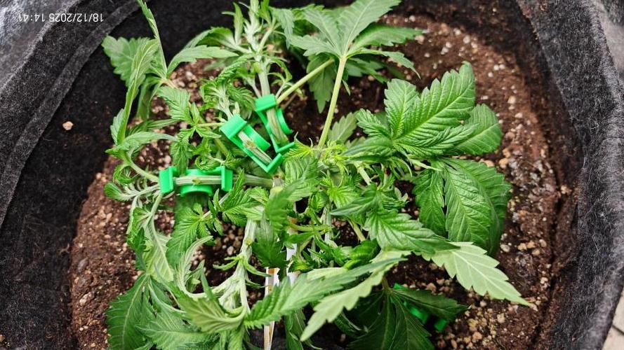 Imperium X. Week 4 - 18.12