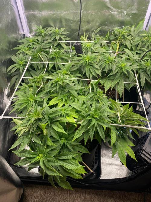 Mr.T   2026. Week 8