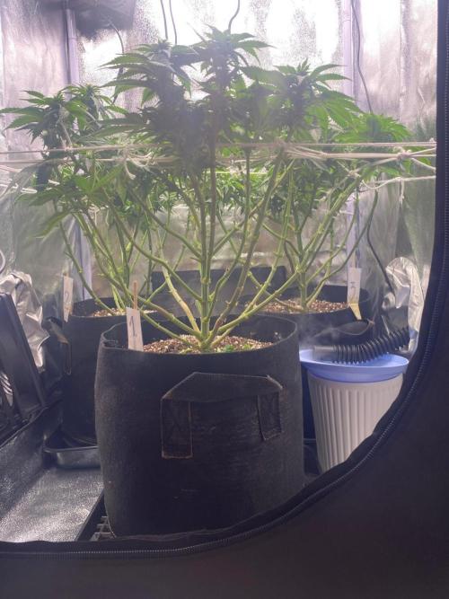 Mr.T   2026. Week 11