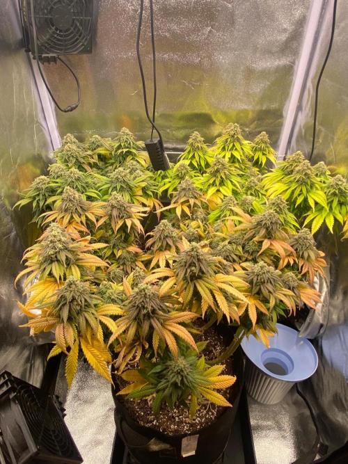 Mr.T   2026. Week 12 - Good morning