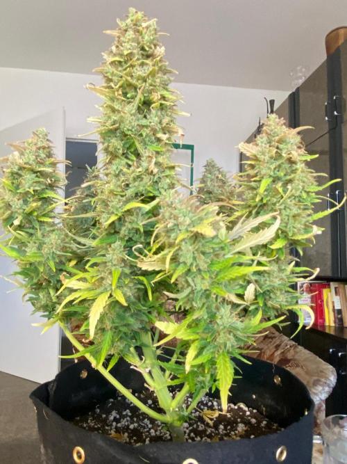 Sour diesel auto. Week 10