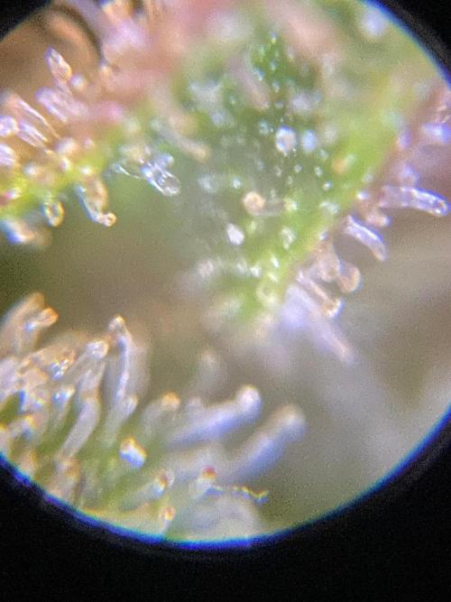 Sour diesel auto. Week 10