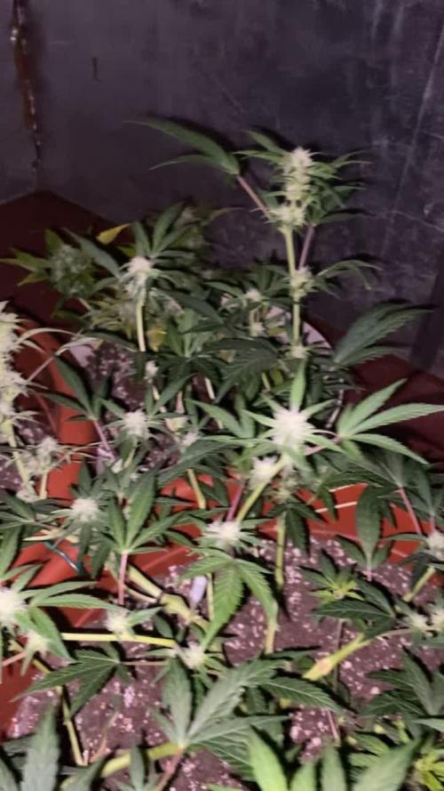 2 fastbuds wedding cheesecake