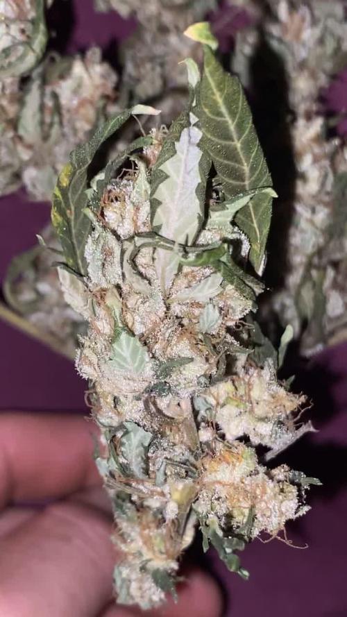 Girl Scout cookies