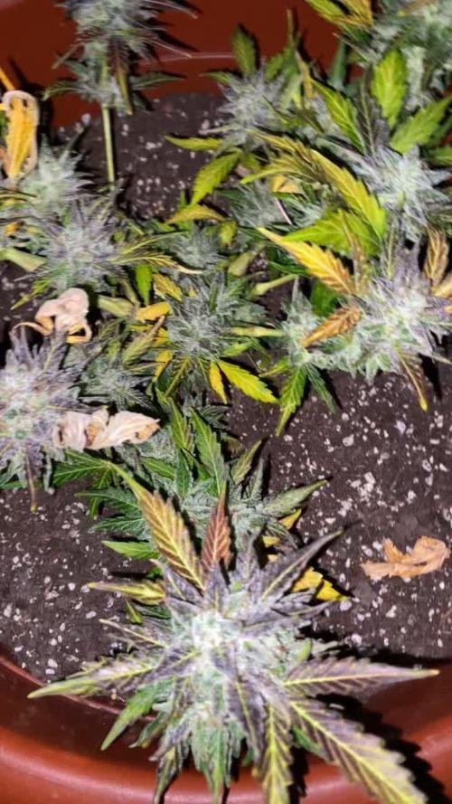 Ak auto xxl