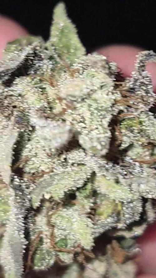 Ak auto xxl