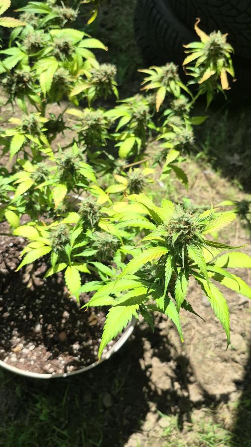 Weed seeds express first time