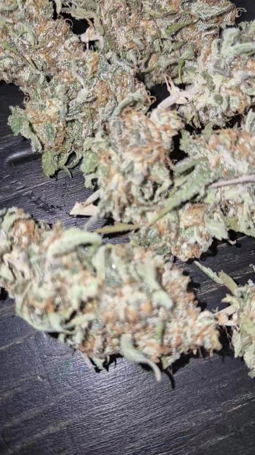 Alien gorilla original sensible