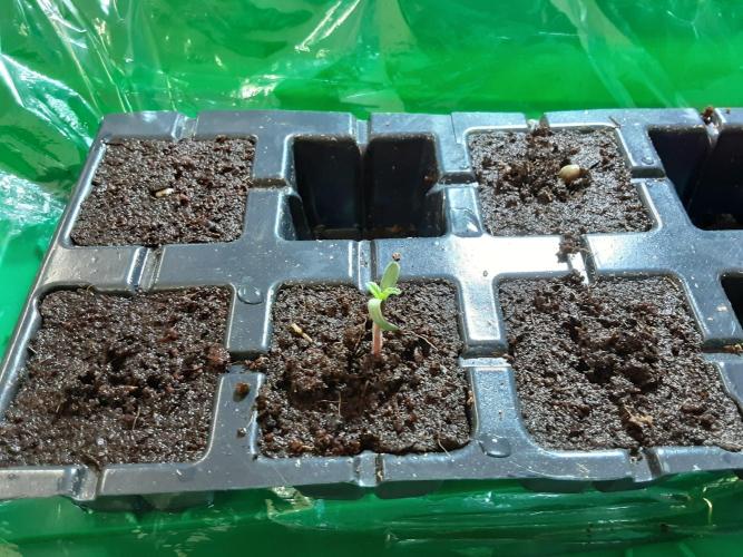 The Fruity Applez. Week 0